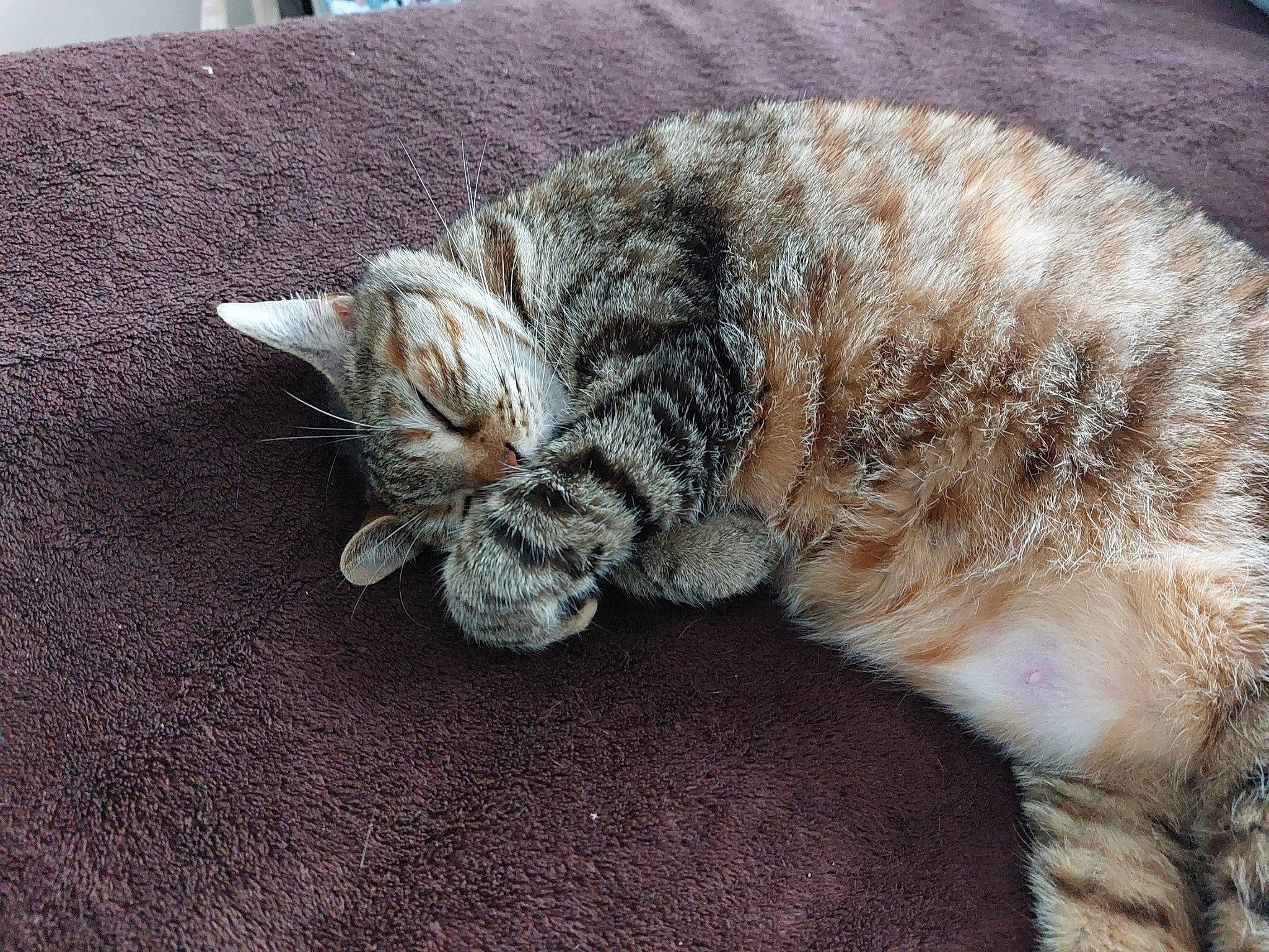 Freya participe au concours pour gagner de l'argent avec cette photo : carnivore, cat, claw, comfort, domestic_short_haired_cat, fawn, felidae, fur, nap, paw, sand, sleep, small_to_medium_sized_cats, snout, tail, terrestrial_animal, whiskers, wildlife