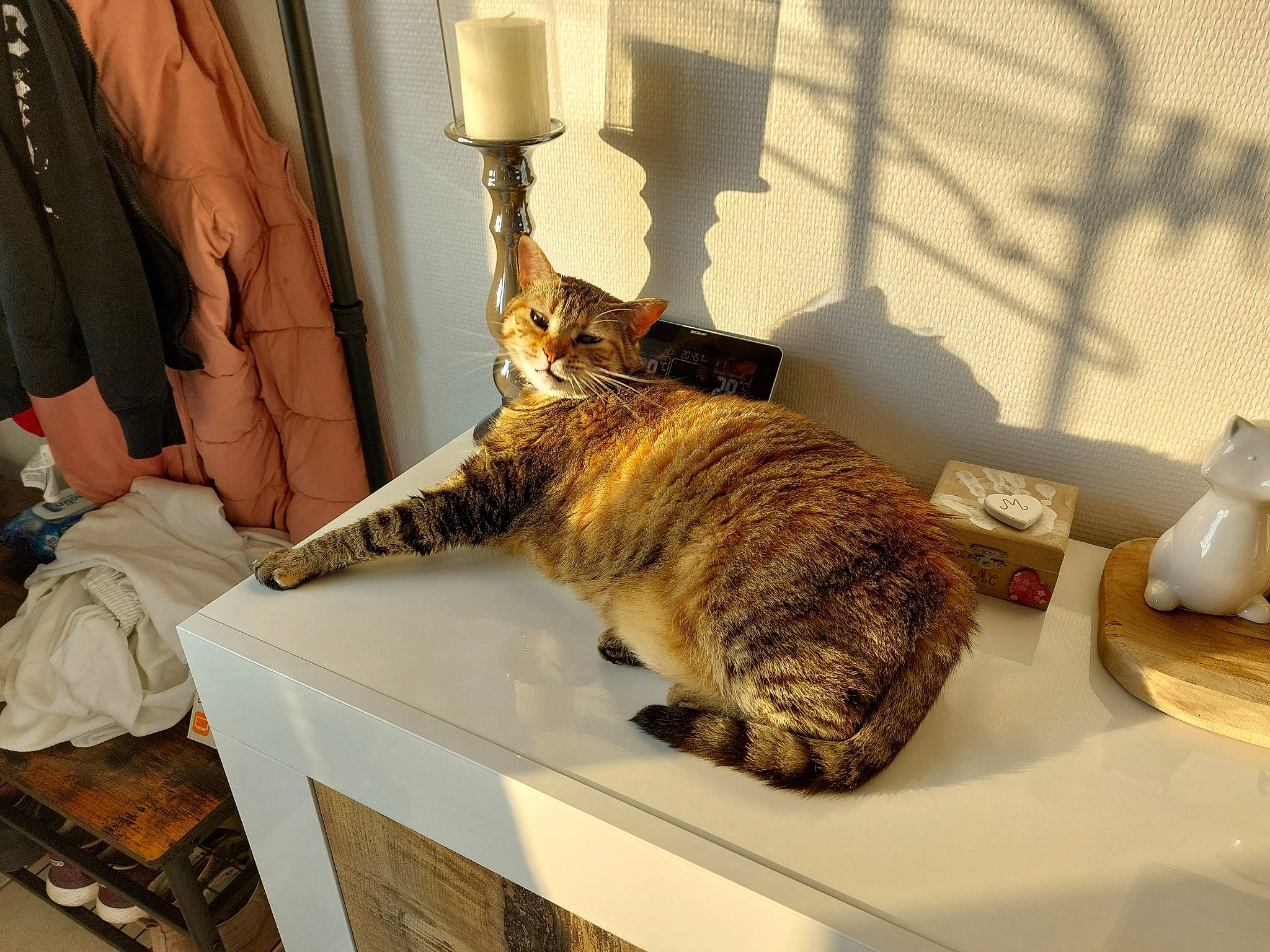 Freya a rejoint le concours — aidez-le/la à gagner de superbes lots ! cabinetry, carnivore, cat, comfort, domestic_short_haired_cat, drawer, felidae, flooring, fur, hardwood, kitchen, lamp, plumbing_fixture, room, small_to_medium_sized_cats, table, tail, whiskers, wood