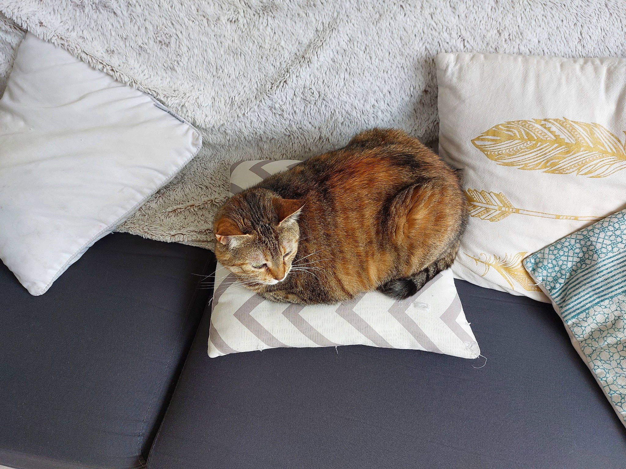 Freya participe au concours pour gagner de l'argent avec cette photo : bag, bedding, carnivore, cat, comfort, couch, domestic_short_haired_cat, fawn, felidae, fur, grey, linens, luggage_and_bags, plant, small_to_medium_sized_cats, tail, textile, tree, whiskers, wood