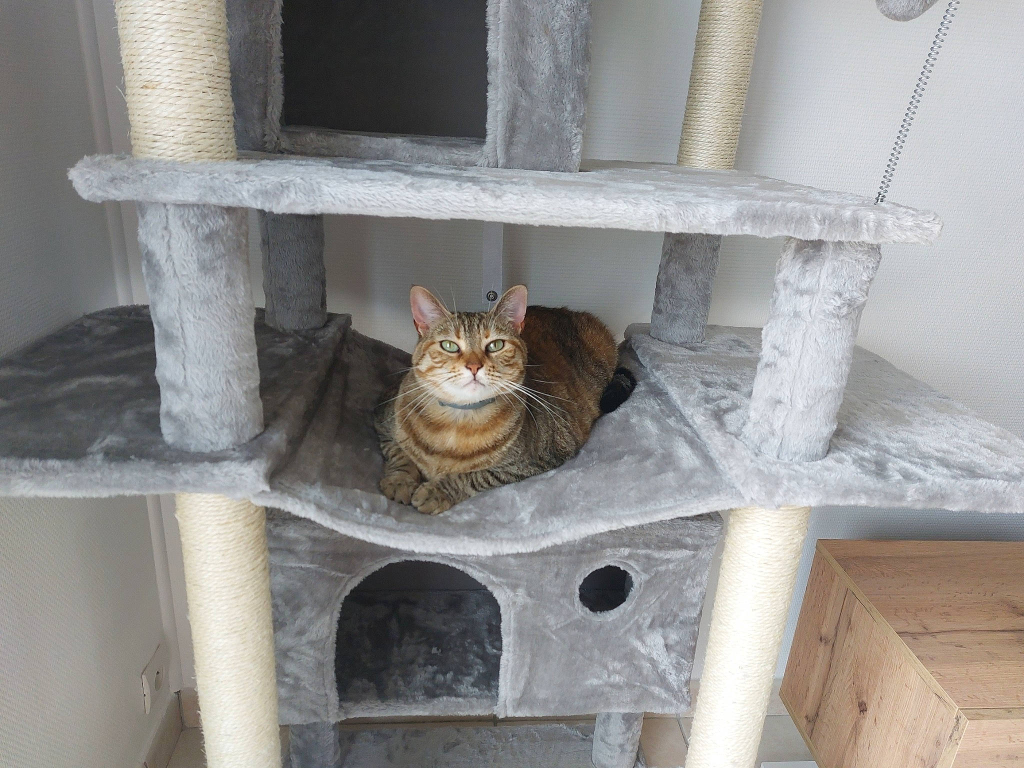 Freya participe au concours pour gagner de l'argent avec cette photo : carnivore, cat, cat_supply, domestic_short_haired_cat, door, felidae, flooring, hardwood, house, outdoor_furniture, pet_supply, rectangle, room, shelf, shelving, small_to_medium_sized_cats, stairs, tail, whiskers, wood