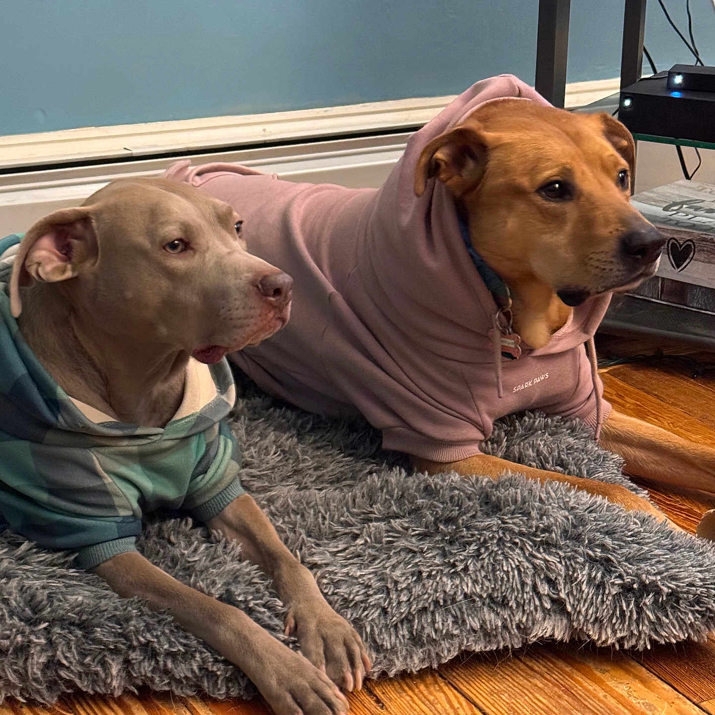 Bella And Bailey is registered to the contest to win money with this photo: animal, brown_dog, canine, companion, cords, cozy, dog, floor, furniture, gray_dog, home, hoodie, indoor, laying_down, pet, relaxed, rug, table, two_dogs, wooden_floor