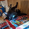 Brownie is registered to the contest to win money with this photo: animal, black_cat, board_game, box, cat, clue, colorful, cozy, fan, feline, indoor, packaging, pet, relaxed, resting, sleeping, snacks, table, white_patch, wooden_wall