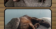 Brownie joined the competition — help win amazing prizes! animal, black_cat, cat, couch, cozy, cute, feline, furniture, home, indoor, panel, paw, pet, relaxation, resting, sleeping, soft_lighting, texture, two_photos, whiskers
