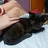 Brownie joined the competition — help win amazing prizes! animal, bed, black_cat, comfort, domestic, door, feline, fur, home, human_hand, indoor, kitten, legs, petting, pillow, relaxation, resting, sleepy, striped_bedspread, wooden_floor