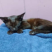 Brownie is registered to the contest to win money with this photo: cat, kitten, sleeping, black_cat, animal, pet, indoor, blue_towel, fur, resting, cute, cozy, small, mammal, young, pink_wall, quiet, peaceful, relaxing, domestic