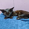 cat, kitten, sleeping, black_cat, animal, pet, indoor, blue_towel, fur, resting, cute, cozy, small, mammal, young, pink_wall, quiet, peaceful, relaxing, domestic