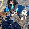 asphalt, black_and_white_dog, blue_sweatshirt, casual, crouching, daylight, dog, glasses, head_down, licking, outdoor, parking_lot, paw, person, shadow, small_cup, sunny, tan_dog, treat, yellow_lines