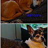 Bambam joined the competition — help win amazing prizes! dog, pet, couch, indoor, sleeping, resting, brown_dog, black_and_white_dog, small_dog, cute, companion, animal, relaxing, furry, ears, face, canine, domestic_animal, two_dogs, cozy