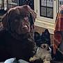 dog, pets, indoor, brown_dog, small_dog, black_and_white_dog, floor, blanket, furniture, window, curtain, cozy, looking_at_camera, ears, fur, animal, companion, cute, relaxed, home