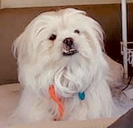 Buddy Boy joined the competition — help win amazing prizes! canidae, carnivore, companion_dog, dog, dog_breed, fur, mal_shi, maltepoo, non_sporting_group, small_terrier, snout, sporting_group, terrier, toy_dog, working_animal