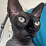 Violette a rejoint le concours — aidez-le/la à gagner de superbes lots ! sphynx_cat, cat, pet, close_up, indoor, hairless_cat, wrinkled_skin, large_eyes, curious, person, blue_shirt, lamp, vent, animal, feline, portrait, looking_away, ears, skin_texture, domestic_animal