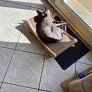Violette participe au concours pour gagner de l'argent avec cette photo : sphynx_cat, cat, hairless_cat, sunlight, tile_floor, cat_hammock, indoor, window, relaxed, pet, animal, sunbathing, shadow, home, feline, resting, light, flooring, domestic, lounge