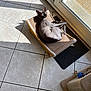 sphynx_cat, cat, hairless_cat, sunlight, tile_floor, cat_hammock, indoor, window, relaxed, pet, animal, sunbathing, shadow, home, feline, resting, light, flooring, domestic, lounge
