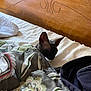 Violette participe au concours pour gagner de l'argent avec cette photo : bed, blanket, cat, cozy, floral_pattern, furniture, hairless_cat, headboard, indoors, nap, pet, resting, sleeping, sphynx_cat, tucked_in, wood, animal, comfort, domestic, quiet