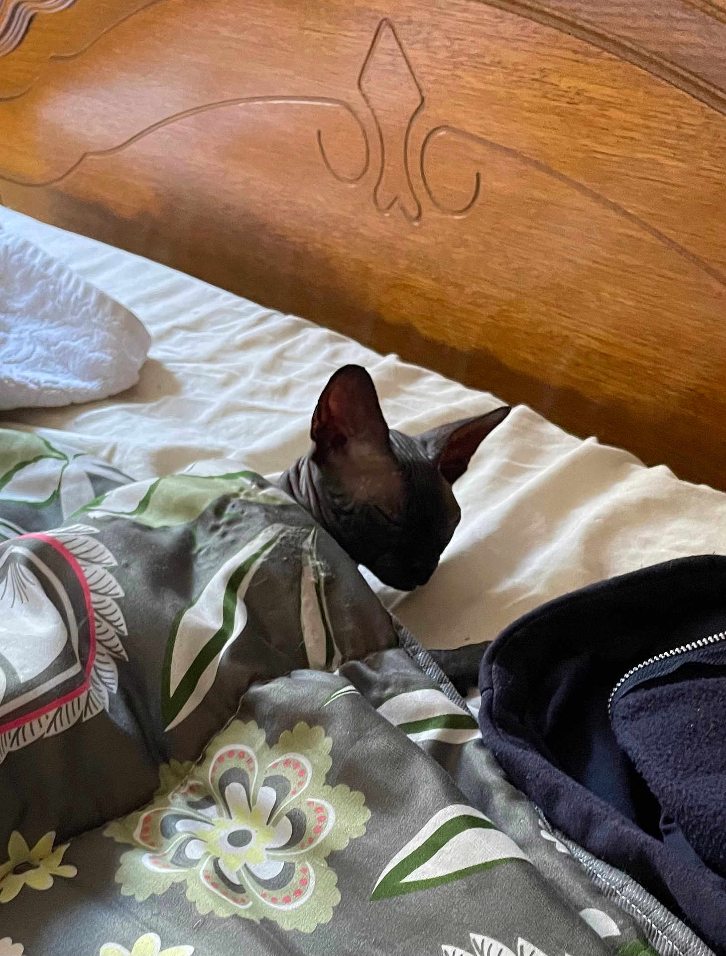Violette participe au concours pour gagner de l'argent avec cette photo : bed, blanket, cat, cozy, floral_pattern, furniture, hairless_cat, headboard, indoors, nap, pet, resting, sleeping, sphynx_cat, tucked_in, wood, animal, comfort, domestic, quiet