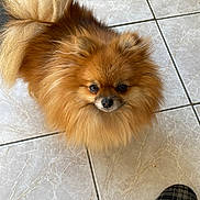Tina a rejoint le concours — aidez-le/la à gagner de superbes lots ! dog, pomeranian, fluffy, pet, animal, indoor, tile_floor, slipper, footwear, fur, small_dog, cute, companion, domestic, looking_up, brown_fur, curious, home, casual, mammal