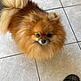 dog, pomeranian, fluffy, pet, animal, indoor, tile_floor, slipper, footwear, fur, small_dog, cute, companion, domestic, looking_up, brown_fur, curious, home, casual, mammal