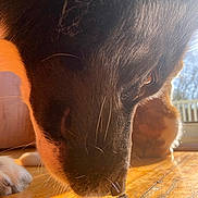 Kraven is registered to the contest to win money with this photo: animal, black, brown, close_up, cozy, dog, domestic_animal, floor, fur, indoor, intense_gaze, natural_light, paw, pet, sniffing, sunlight, warm_light, whiskers, white, wooden_floor