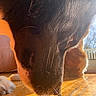 dog, close_up, sniffing, sunlight, wooden_floor, whiskers, fur, pet, animal, indoor, warm_light, brown, black, white, paw, floor, natural_light, intense_gaze, cozy, domestic_animal