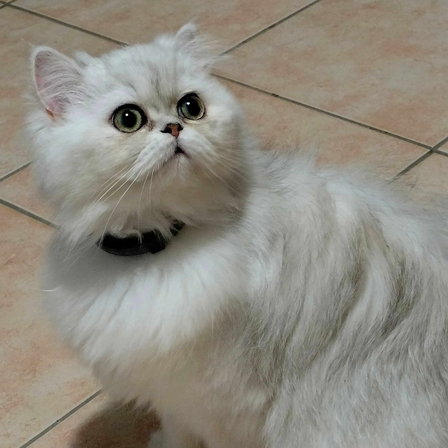 Zoé participe au concours pour gagner de l'argent avec cette photo : angora, animal, canine, cat, dog, eskimodog, kitten, manx, pet, siamese, white