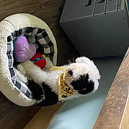 Muppet joined the competition — help win amazing prizes! canidae, carnivore, companion_dog, dog, pet_supply, petit_basset_griffon_vendeen, puppy, shih_tzu, toy_dog