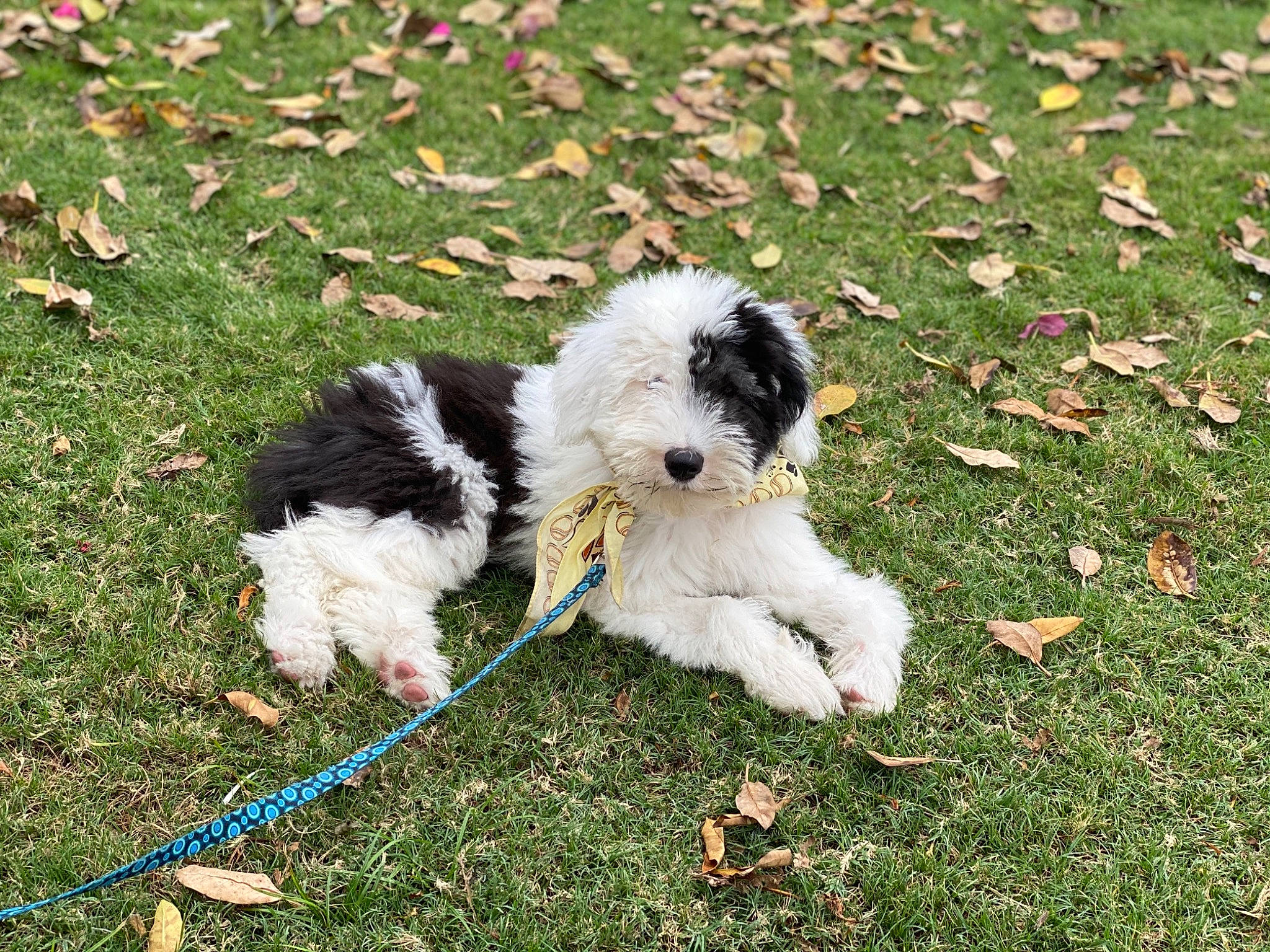 Muppet is registered to the contest to win money with this photo: briquet_griffon_vendeen, canidae, carnivore, cockapoo, companion_dog, dog, dog_breed, kyi_leo, mammal, non_sporting_group, old_english_sheepdog, petit_basset_griffon_vendeen, polish_lowland_sheepdog, puppy, rare_breed_dog, sporting_group, sporting_lucas_terrier, terrier, tibetan_terrier, vertebrate