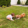 Jhaslyn joined the competition — help win amazing prizes! baby, child, toddler, dog, pet, outdoor, backyard, lawn, grass, garden, shrubs, flowers, shed, crawling, curious, animal, friendship, daylight, portrait, family