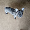 dog, puppy, french_bulldog, pet, animal, ears, looking_up, floor, curious, canine, domestic_animal, companion, cute, short_hair, small_dog, indoor, adorable, mammal, portrait, young