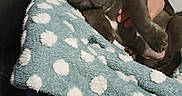 Tulipe a rejoint le concours — aidez-le/la à gagner de superbes lots ! dog, puppy, french_bulldog, blanket, polka_dot, blue, white, person, hand, couch, indoor, cozy, sleepy, fur, ears, paw, snout, pet, resting, warm
