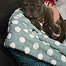 dog, puppy, french_bulldog, blanket, polka_dot, blue, white, person, hand, couch, indoor, cozy, sleepy, fur, ears, paw, snout, pet, resting, warm