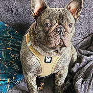 Tulipe participe au concours pour gagner de l'argent avec cette photo : dog, french_bulldog, pet, harness, sitting, blanket, pillow, remote_control, indoor, cozy, fur, ears, face, alert, animal, companion, cute, domestic, resting, looking