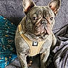 dog, french_bulldog, pet, harness, sitting, blanket, pillow, remote_control, indoor, cozy, fur, ears, face, alert, animal, companion, cute, domestic, resting, looking