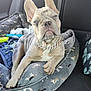 french_bulldog, puppy, dog, pet, dog_bed, car_interior, collar, chain, sleepy, cute, animal, pet_bed, canine, resting, indoor, seat, blanket, patterned, relaxed, young_dog