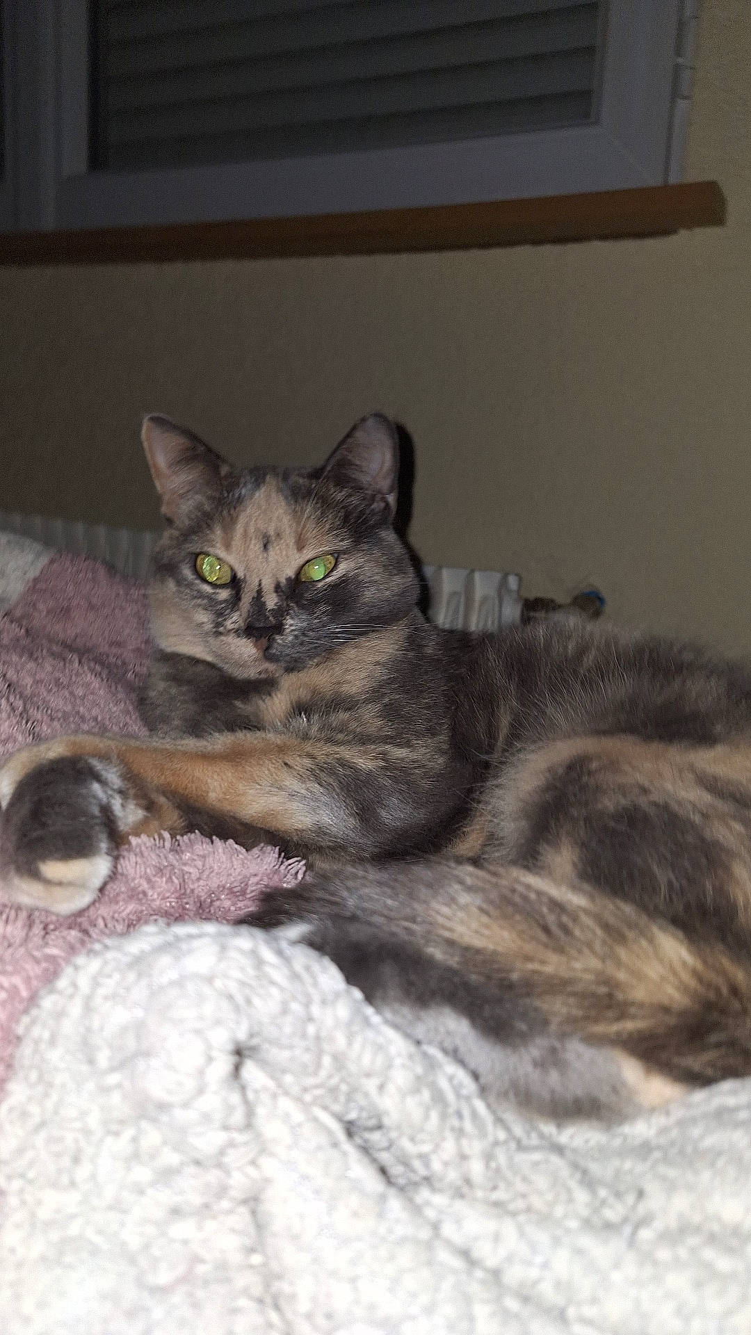 Boulette a rejoint le concours — aidez-le/la à gagner de superbes lots ! carnivore, cat, cat_bed, cat_toy, claw, comfort, couch, domestic_short_haired_cat, eye, fawn, felidae, fur, grey, nap, paw, sitting, small_to_medium_sized_cats, snout, tail, whiskers