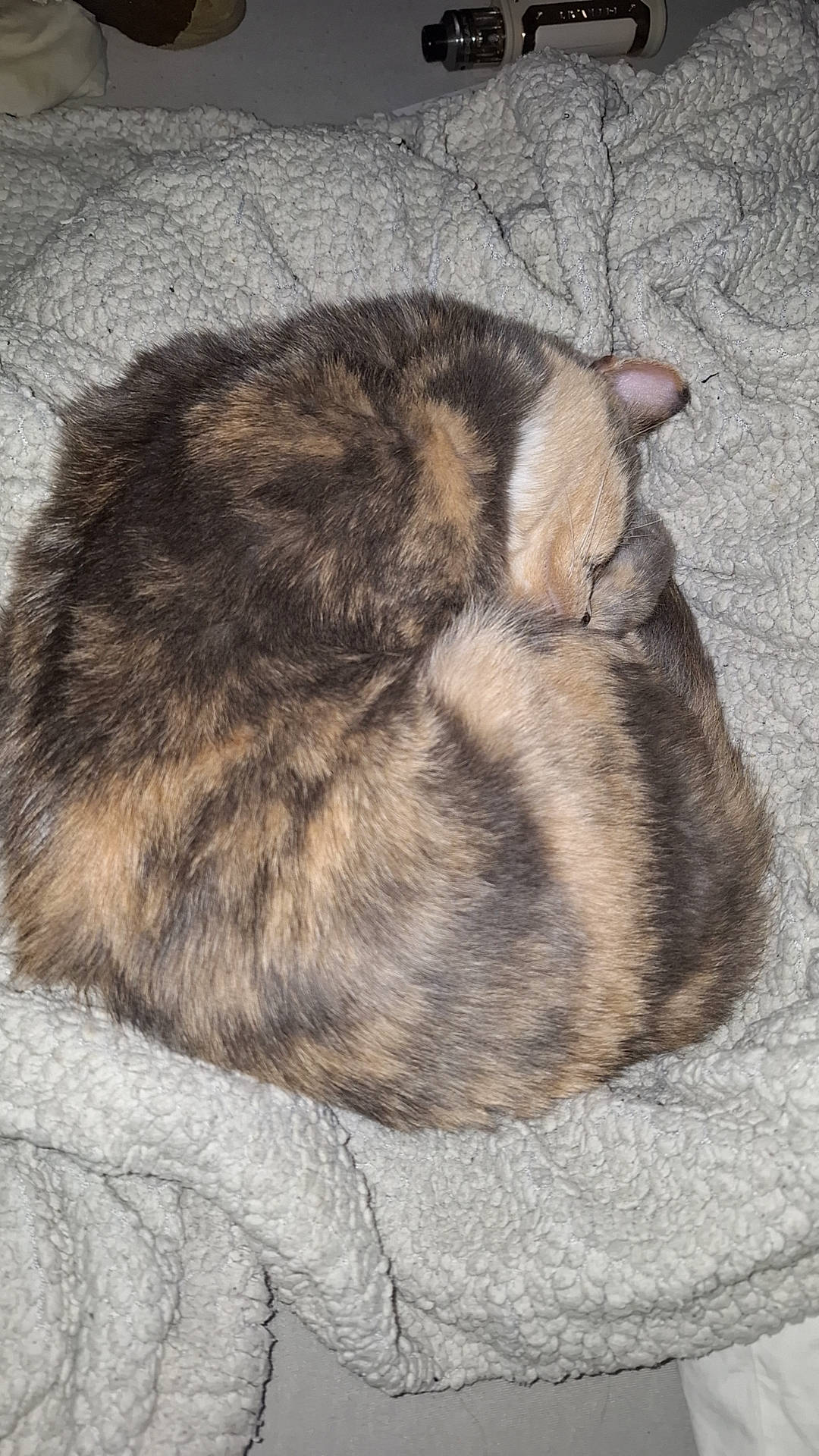 Boulette participe au concours pour gagner de l'argent avec cette photo : carnivore, cat, comfort, domestic_short_haired_cat, felidae, fur, nap, paw, sleep, small_to_medium_sized_cats, snout, tail, terrestrial_animal, whiskers