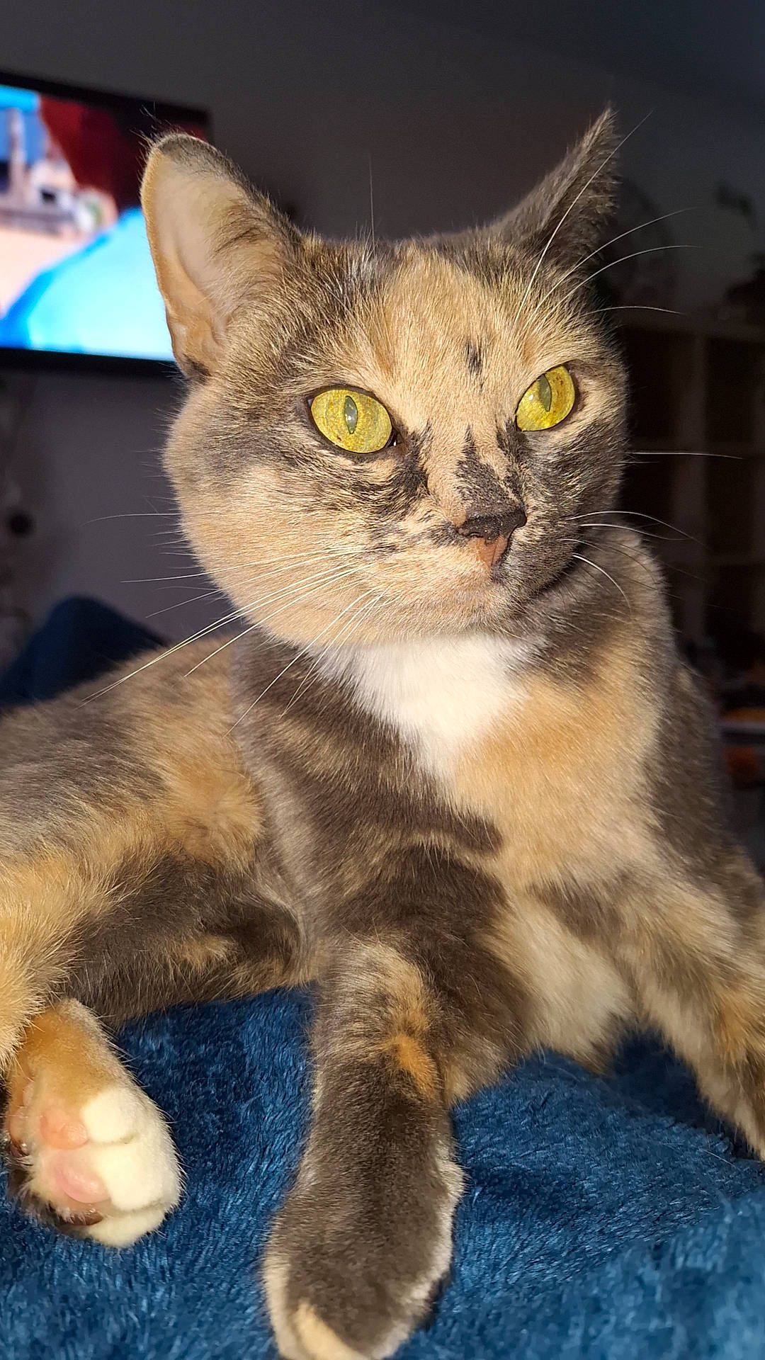 Boulette participe au concours pour gagner de l'argent avec cette photo : carnivore, cat, claw, domestic_short_haired_cat, eye, felidae, fur, paw, small_to_medium_sized_cats, snout, terrestrial_animal, whiskers, wildlife, window