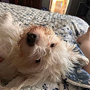 Angel is registered to the contest to win money with this photo: dog, white_dog, fluffy, bed, quilt, indoor, pet, relaxed, close_up, animal, sleepy, messy_fur, nose, paw, home, comfort, resting, canine, cute, cozy