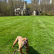 Cannoli joined the competition — help win amazing prizes! animal, architecture, blue_sky, building, bulldog, castle, daytime, dog, forest, grass, green, lawn, leash, nature, outdoor, pet, sky, stone_building, sunny, trees
