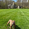 animal, architecture, blue_sky, building, bulldog, castle, daytime, dog, forest, grass, green, lawn, leash, nature, outdoor, pet, sky, stone_building, sunny, trees