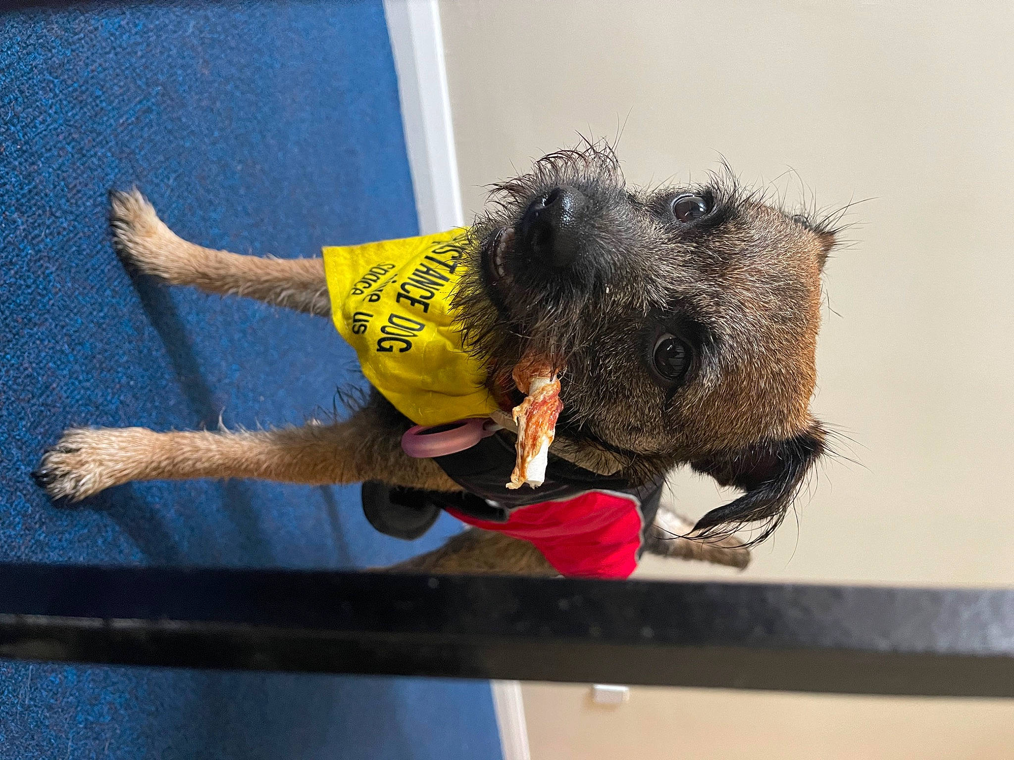 Lola May is registered to the contest to win money with this photo: canidae, carnivore, companion_dog, dog, dog_breed, elbow, fun, fur, guard_dog, human_leg, snout, sporting_group, t_shirt, tail, wrist