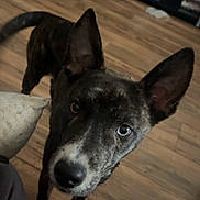 Carmen is registered to the contest to win money with this photo: dog, brindle, ears, pet, curious, wooden_floor, indoor, furniture, shelf, household, animal, canine, looking_up, flooring, domestic, mammal, companion, brown, black, white