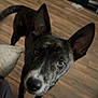 dog, brindle, ears, pet, curious, wooden_floor, indoor, furniture, shelf, household, animal, canine, looking_up, flooring, domestic, mammal, companion, brown, black, white