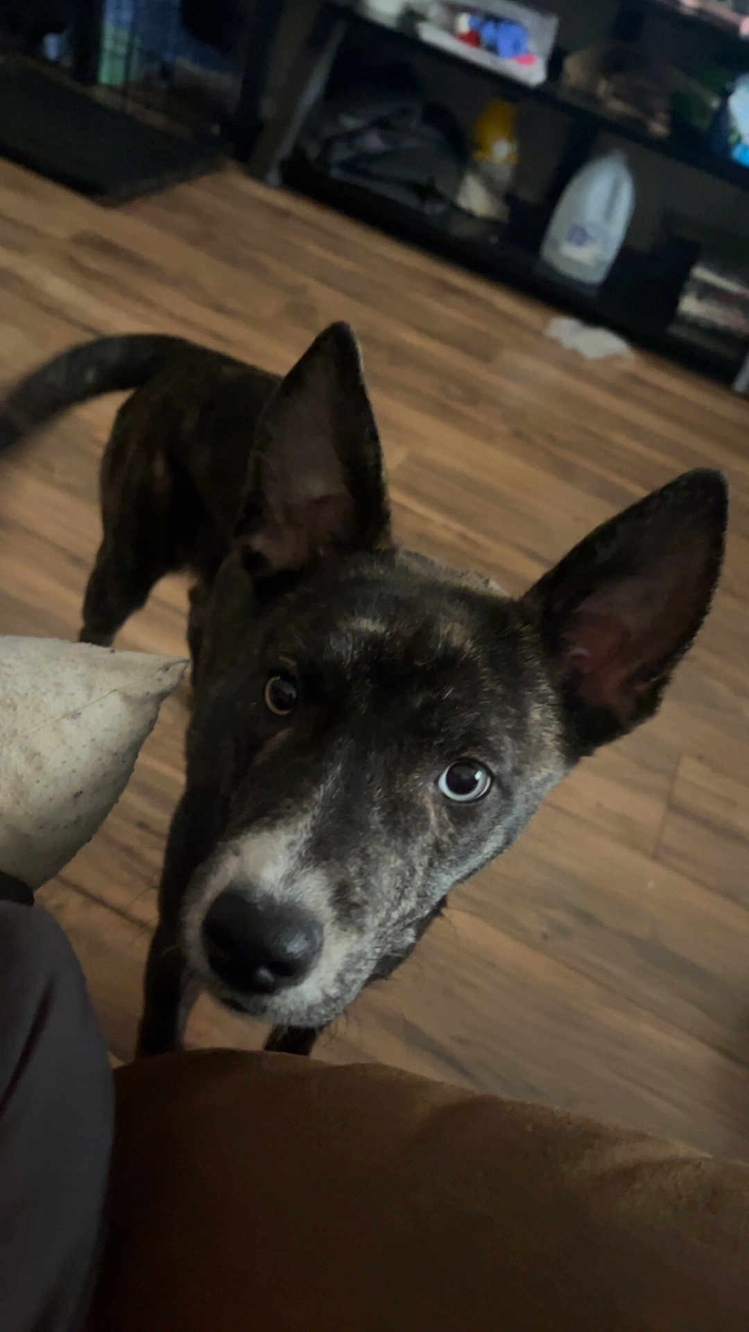 Carmen is registered to the contest to win money with this photo: dog, brindle, ears, pet, curious, wooden_floor, indoor, furniture, shelf, household, animal, canine, looking_up, flooring, domestic, mammal, companion, brown, black, white