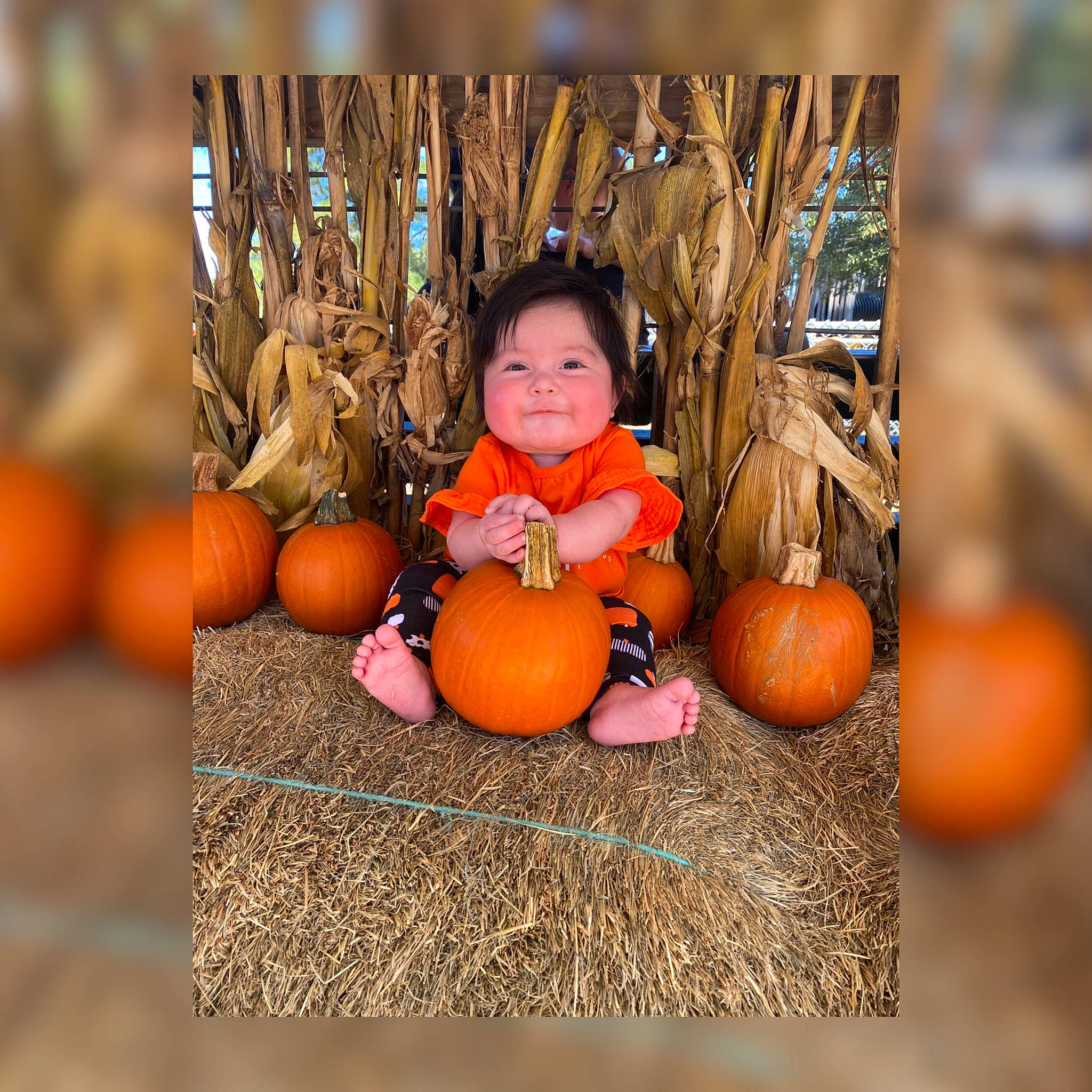 Katherine is registered to the contest to win money with this photo: autumn, calabaza, child, cucurbita, facial_expression, gourd, happy, local_food, natural_foods, orange, people_in_nature, person, plant, pumpkin, squash, still_life, still_life_photography, vegetable, whole_food, winter_squash