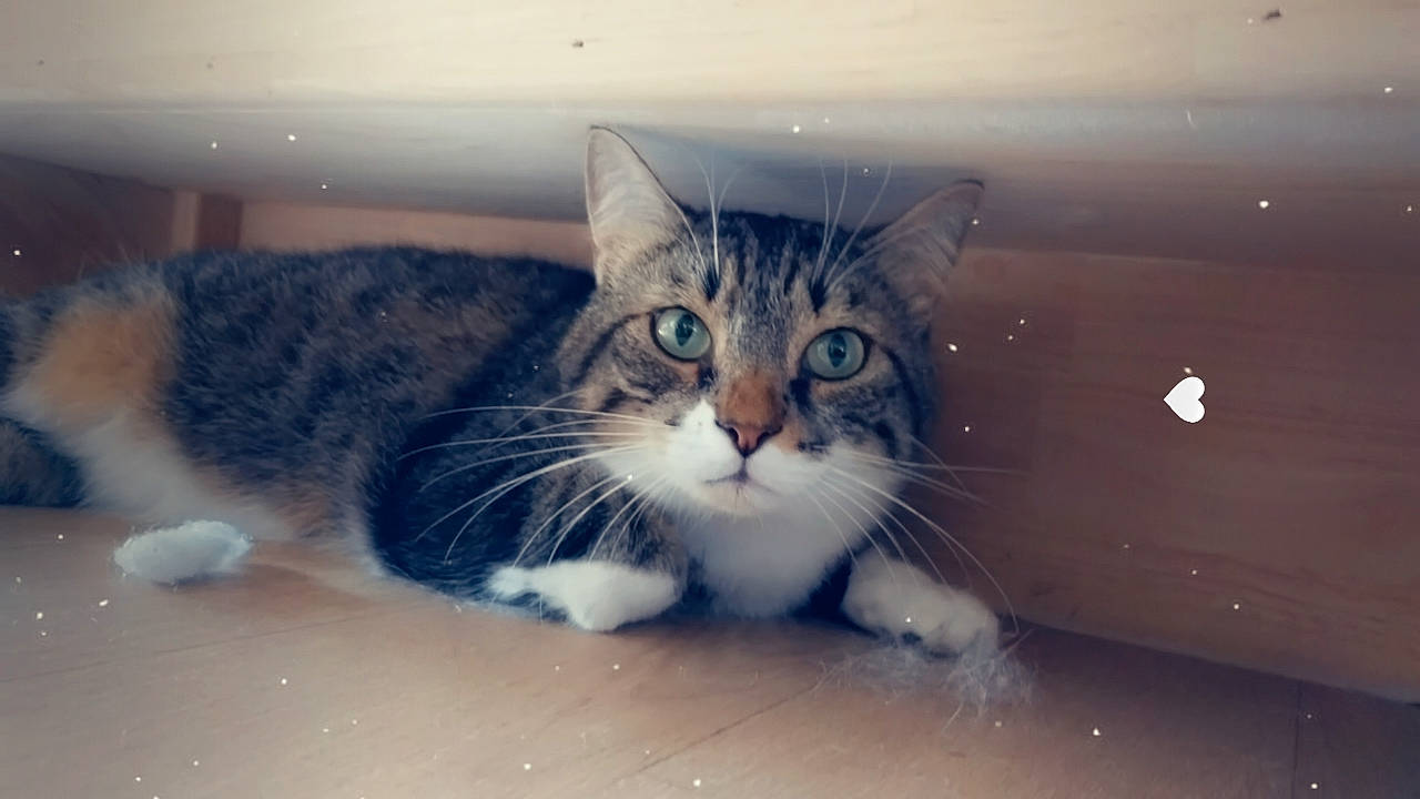 Ragnar participe au concours pour gagner de l'argent avec cette photo : carnivore, cat, claw, comfort, domestic_short_haired_cat, electric_blue, eye, felidae, fur, hair, head, paw, sitting, sky, small_to_medium_sized_cats, snout, tail, vertebrate, whiskers, window