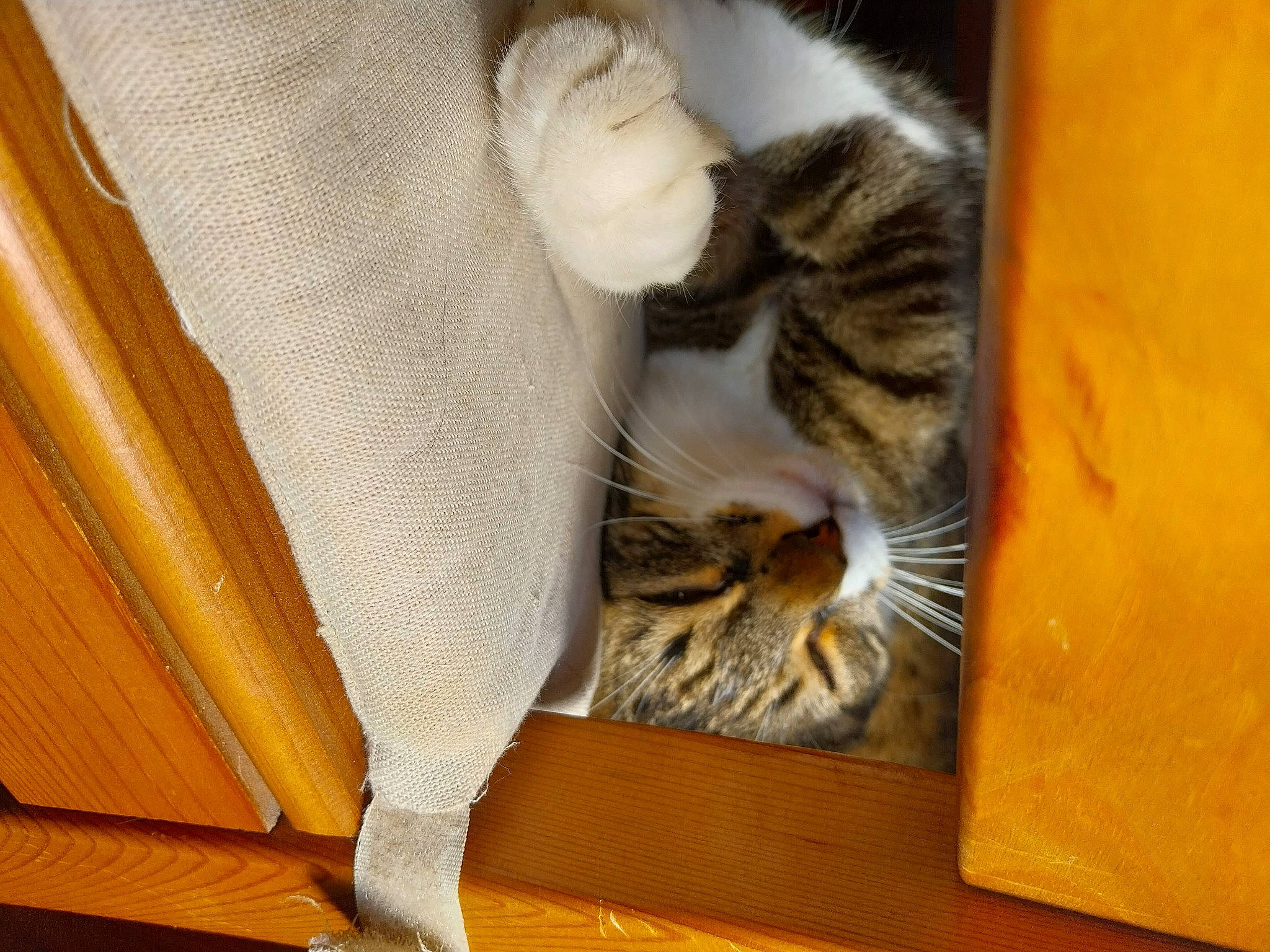 Ragnar a rejoint le concours — aidez-le/la à gagner de superbes lots ! carnivore, cat, cat_supply, claw, comfort, domestic_short_haired_cat, felidae, flooring, fur, hardwood, paw, pet_supply, room, small_to_medium_sized_cats, snout, tail, terrestrial_animal, whiskers, wood, wood_stain