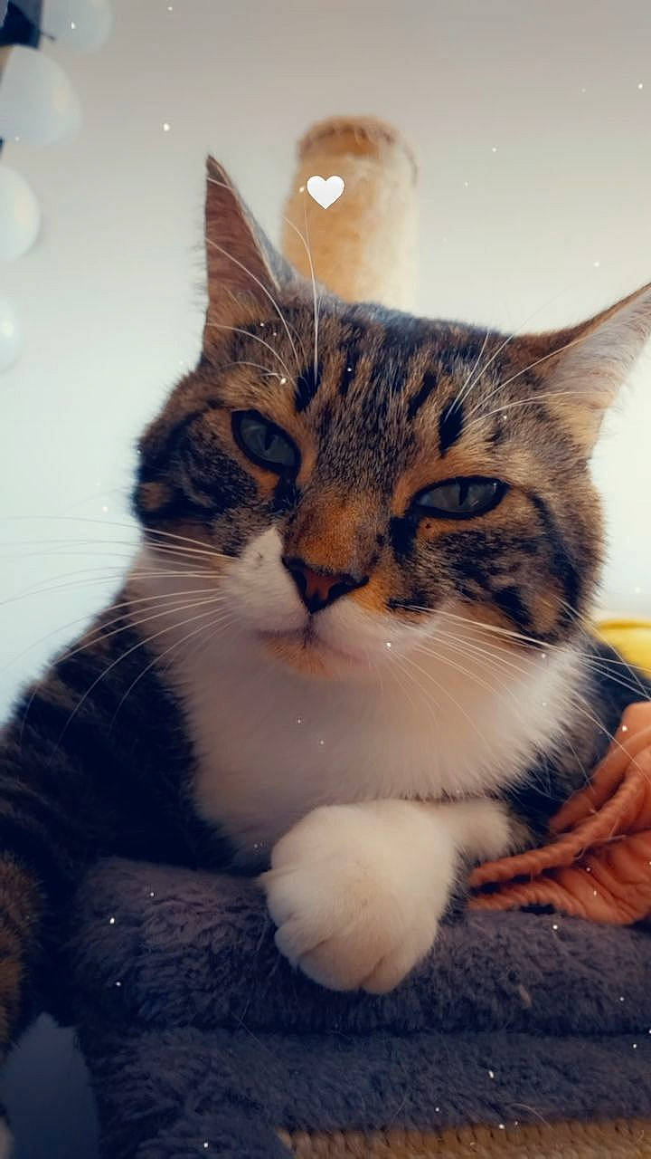 Ragnar a rejoint le concours — aidez-le/la à gagner de superbes lots ! art, carnivore, cat, claw, domestic_short_haired_cat, eye, felidae, fur, head, leg, paw, sitting, sky, small_to_medium_sized_cats, snout, tail, terrestrial_animal, tree, whiskers, window