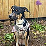 Nyx joined the competition — help win amazing prizes! dog, canine, pet, harness, sitting, outdoor, garden, fence, flower, purple_flower, plant, soil, earth, nature, fur, animal, portrait, brown, black, white