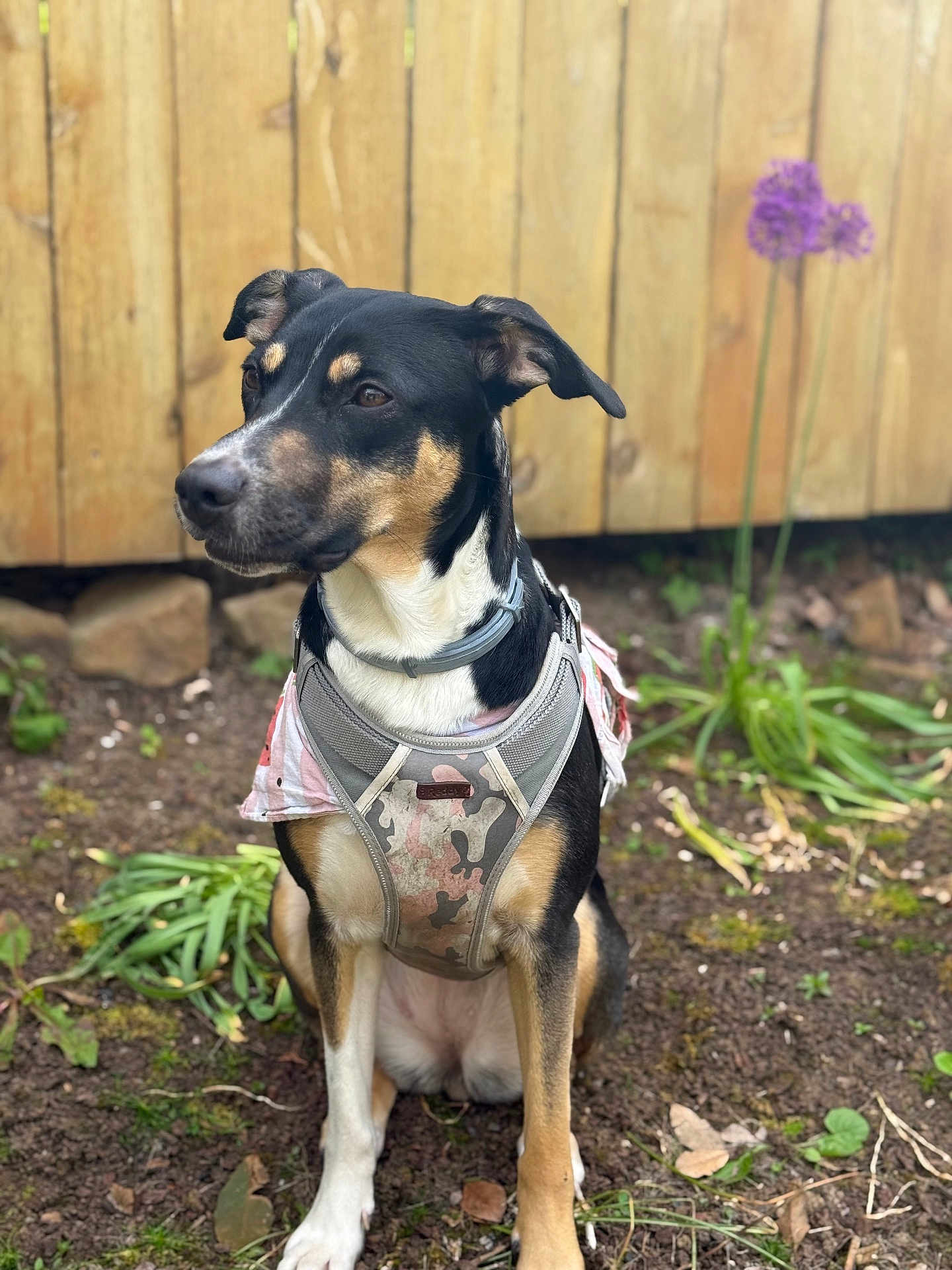 Nyx joined the competition — help win amazing prizes! dog, canine, pet, harness, sitting, outdoor, garden, fence, flower, purple_flower, plant, soil, earth, nature, fur, animal, portrait, brown, black, white