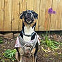 Nyx is registered to the contest to win money with this photo: dog, animal, pet, garden, fence, flower, purple_flower, harness, outdoor, sitting, brown, black, white, canine, collar, nature, leaf, soil, plant, fur